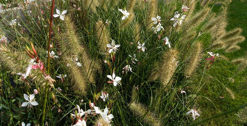 flowers and lamp shine grass by joyce kool