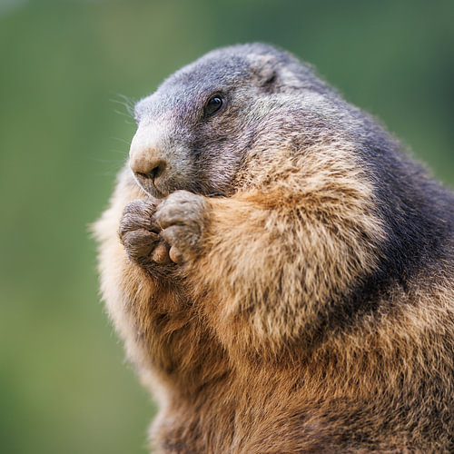 Marmotte des Alpes