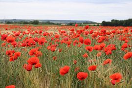 Rode papaver 7 van Helmut Martin - the art of stone - Steinkunst & Photographie