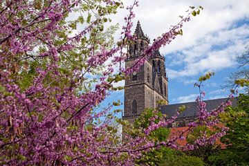 De Dom van Maagdenburg in de lente van t.ART