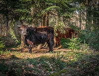 Schotse Hooglander