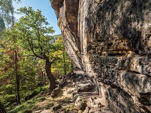 Königsweg, Sächsische Schweiz - Buche am Kleinen Bärenhorn
