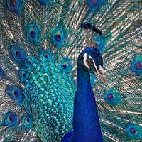 Peacocks