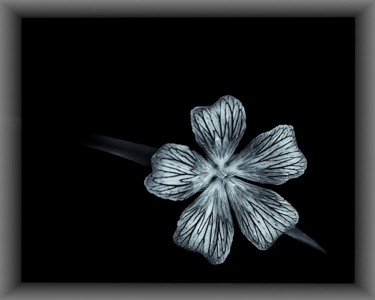 Jardin de Bagatelle by AR Photography and Beyond