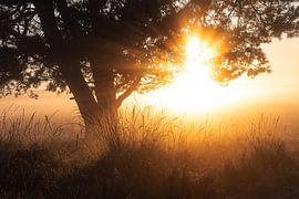 Terlet heathland part 11