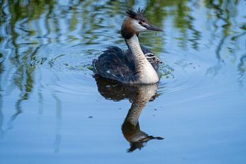 Onder moeder vleugels van Trees van Someren