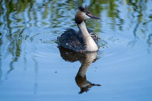 Onder moeder vleugels