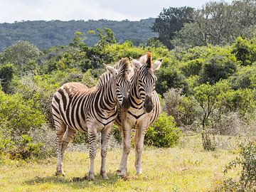 Zebras by Diane van Veen