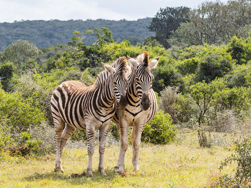 Zebra&#039;s von Diane van Veen