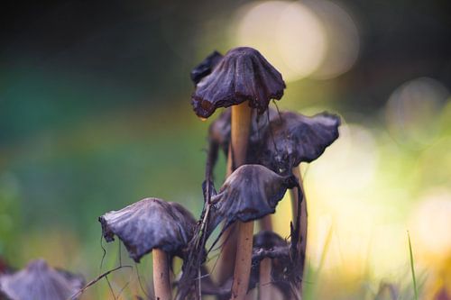 Ink mushrooms in the grass