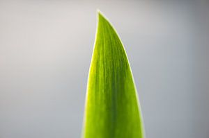 Feuille
