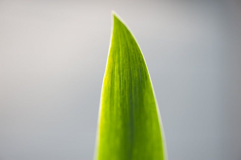 Blatt von Remke Spijkers