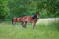 Trakehner Feldmeyer en Rijnlands Duitse Koudbloed Enzo van Babetts Bildergalerie thumbnail
