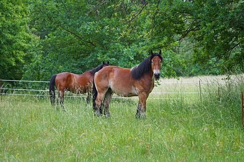 Trakehner Feldmeyer en Rijnlands Duitse Koudbloed Enzo