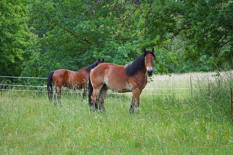 Trakehner Feldmeyer en Rijnlands Duitse Koudbloed Enzo van Babetts Bildergalerie