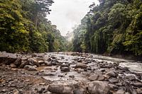 Jungle Sumatra