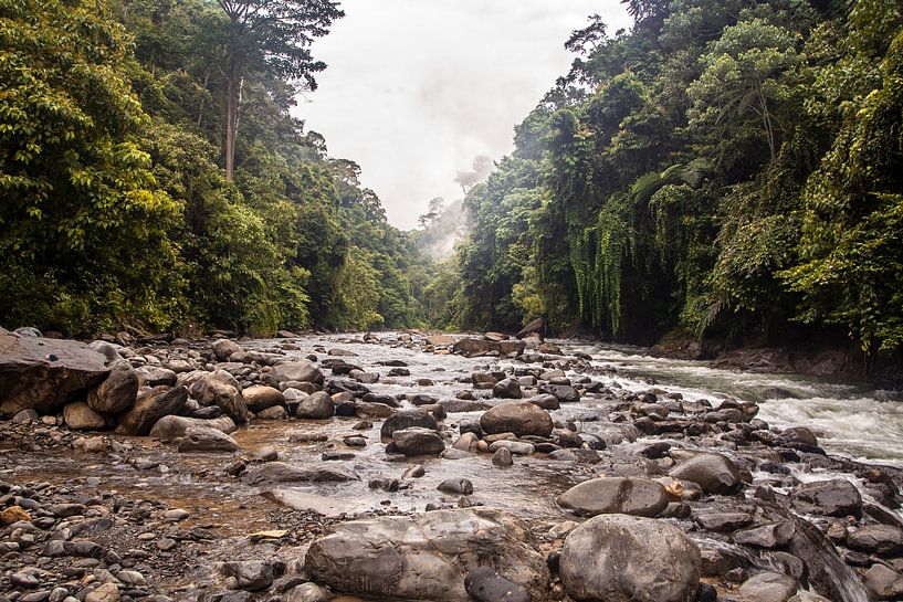 Jungle Sumatra by Ilona Duba