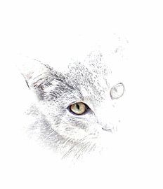 Watching You Tabby Cat by Dorothy Berry-Lound