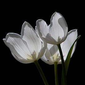Tulpen von Sabine Wiechmann