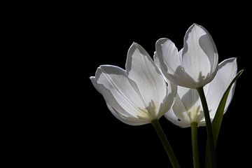 Tulpen van Sabine Wiechmann