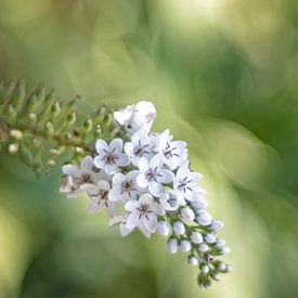 Schnee-Felberich Lysimachia clethroides von Anneliese Grünwald-Märkl