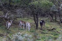 Fallow deer