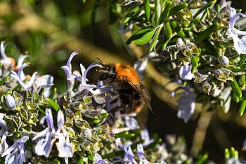 Bumblebee