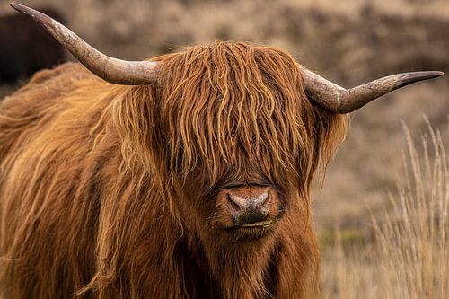 Scottish Highlander Cow