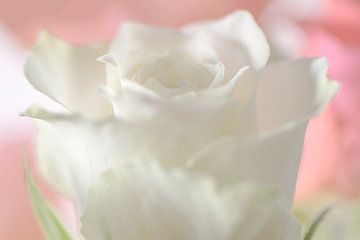 Witte Roos van Caroline Drijber