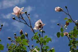 Summertime sur Thomas Jäger