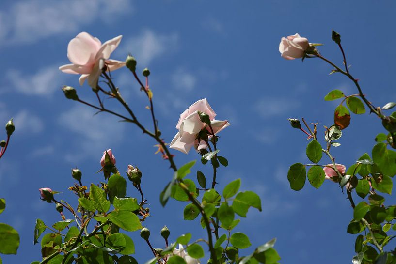 Sommerzeit von Thomas Jäger