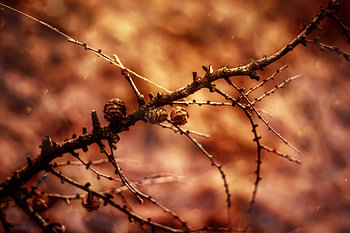 Surrealistische Natuur in de Veluwe