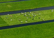 Hollands landschap met koeien van Sky Pictures Fotografie thumbnail