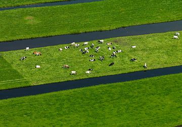 Hollands landschap met koeien