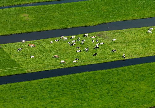 Hollands landschap met koeien