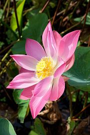 Einzelne rosa Lotusblume mit gelbem Herz Großaufnahme von Frans Rombout