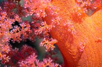 Beautiful corals, Red Sea, Egypt