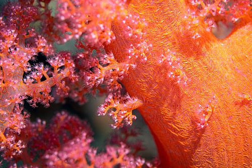 Les coraux colorés, La mer Rouge, l'Égypte