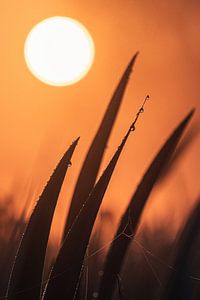 Sonnenaufgang mit Tautropfen auf Schilf