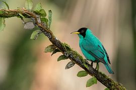 Green Honeycreeper