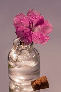 Fleur d'œillet avec gouttes d'eau sur Dafne Vos