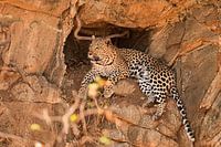 Léopard (panthère) dans le parc Kruger en Afrique du Sud