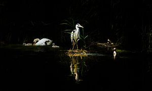 Watervogels 'Nieuw leven' van Foto Studio Labie