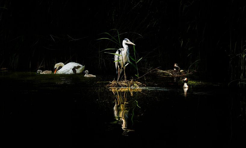 Watervogels 'Nieuw leven' van Foto Studio Labie