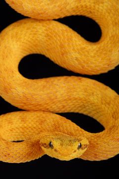 Wimpergroefkopadder (Bothriechis schlegelii) van Ronald Pol