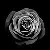 Une rose est une rose est une rose sur Anne Seltmann