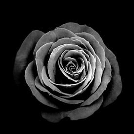 A rose is a rose is a rose by Anne Seltmann