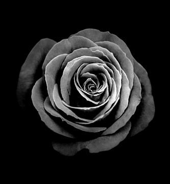 Een roos is een roos is een roos van Anne Seltmann