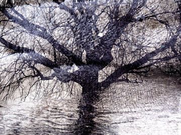 Tree Magic 8 van MoArt (Maurice Heuts)