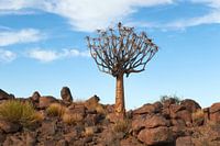 Kokerboom in Namibië